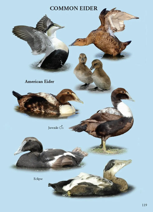 North American Ducks, Geese and Swans: an identification guide - Frank Todd 2018